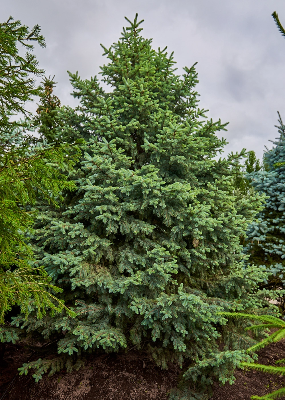 Ель колючая 'Glauca', H400