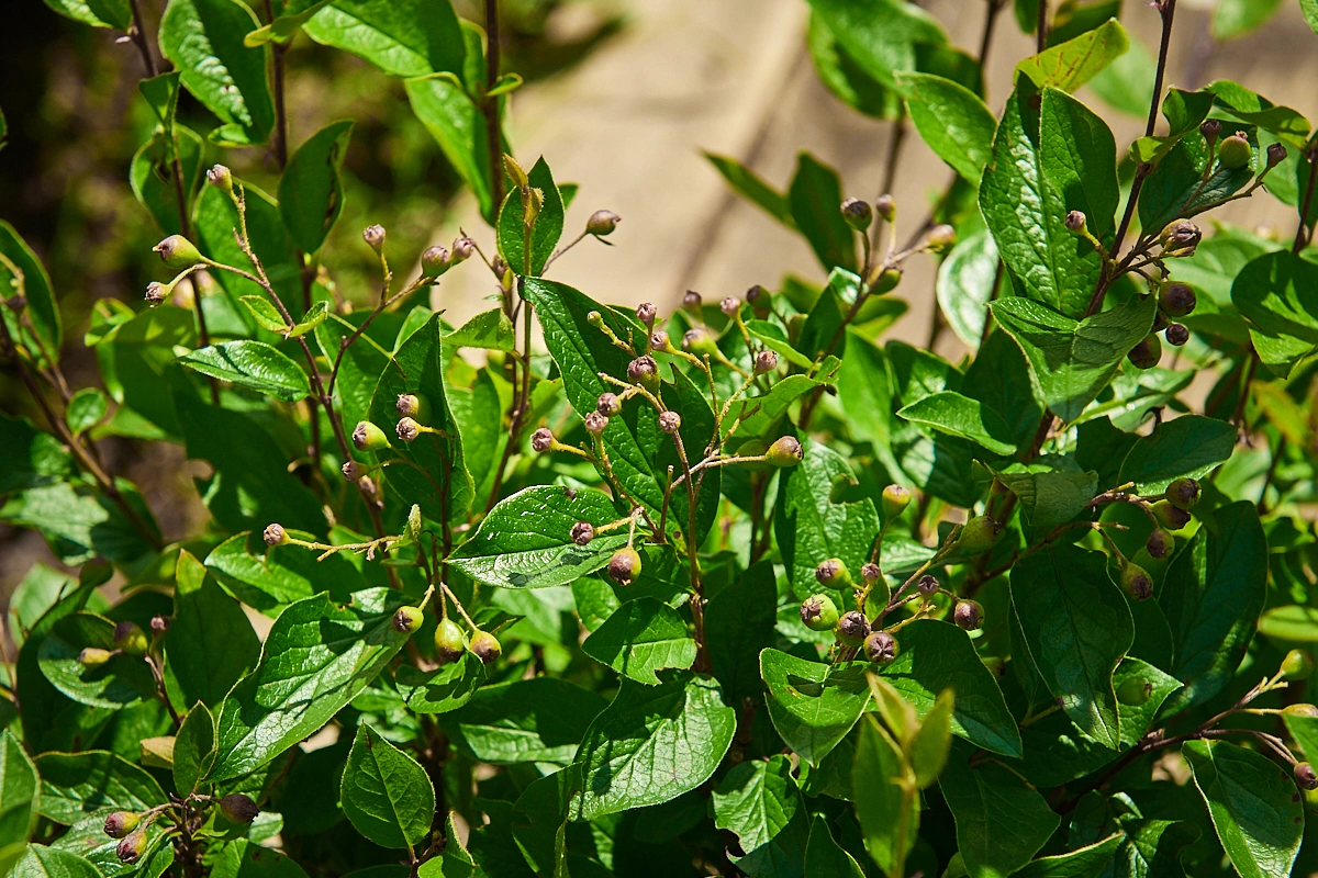 Кизильник блестящий, H125-150