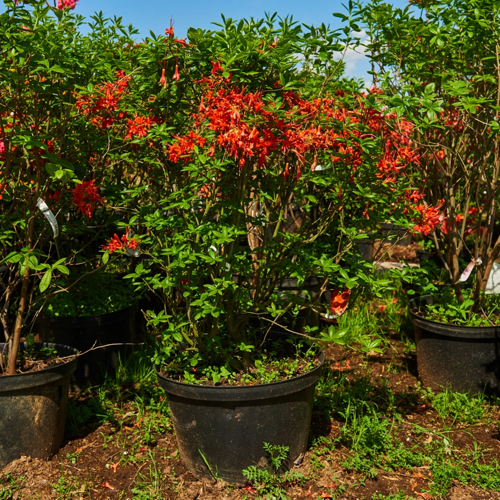 Азалия гибридная 'Satan' (ярко-красный), H100-125