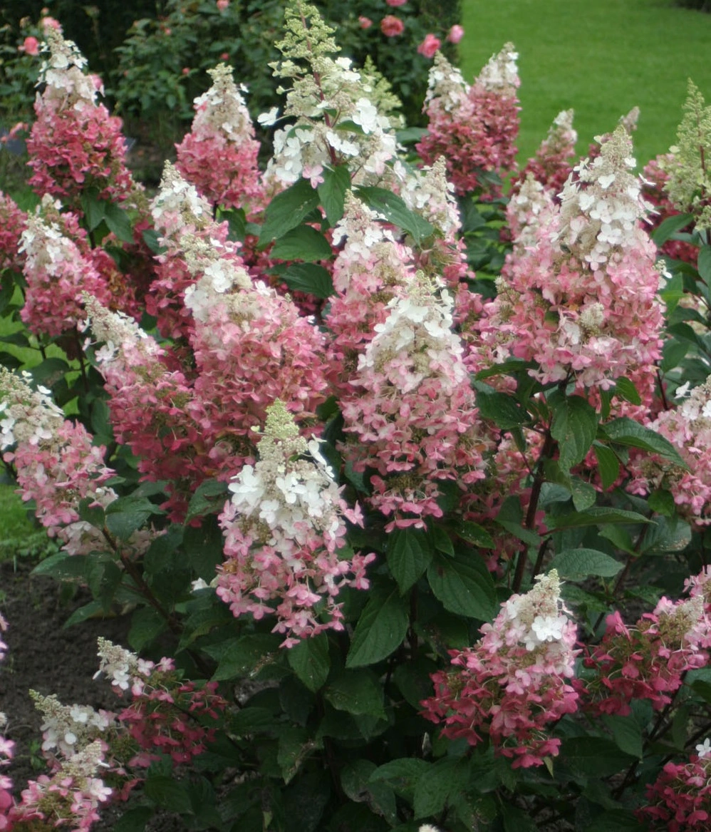 Гортензия метельчатая 'Pinky Winky', H40-60