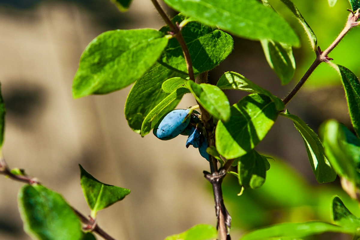 Жимолость съедобная 'Волхова' (средний сладкий с земляничным оттенком), H40-60