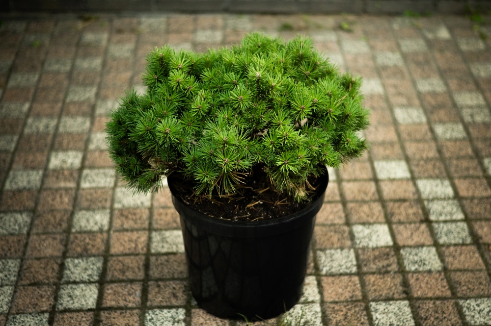 Сосна горная 'Mini Mops', H20-40