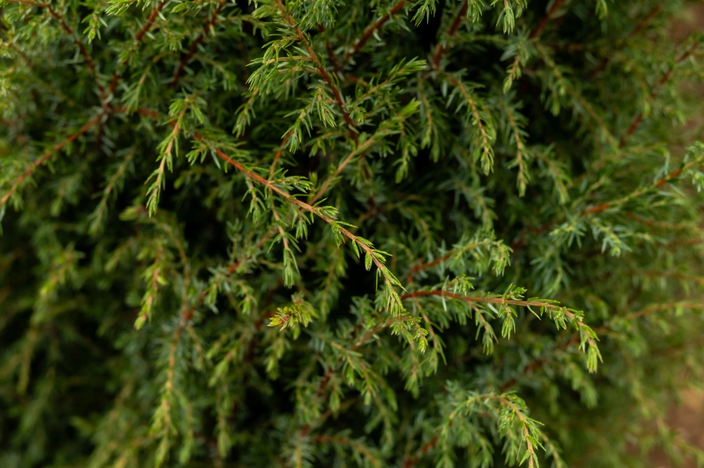 Можжевельник обыкновенный 'Hibernica', H125-150