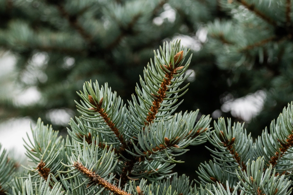 Ель колючая 'Glauca Globosa', H200-250