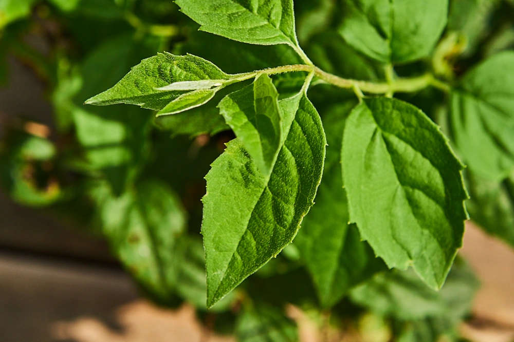 Чубушник виргинский 'Virginal' (бел круп махр), H40-60