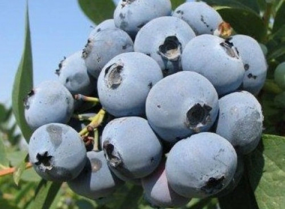 Голубика высокая 'Early Blue' (ранний), H40-60