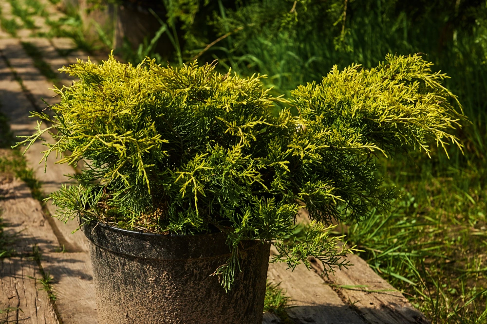 Можжевельник чешуйчатый 'Gold Tip', H20-40