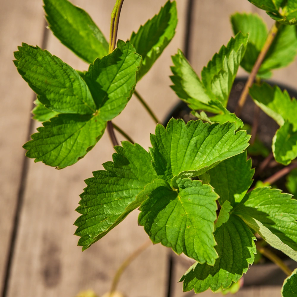 Земляника садовая 'Зенга-Зенгана' (средний),