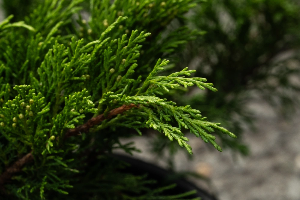 Можжевельник казацкий 'Tamariscifolia', H20-40