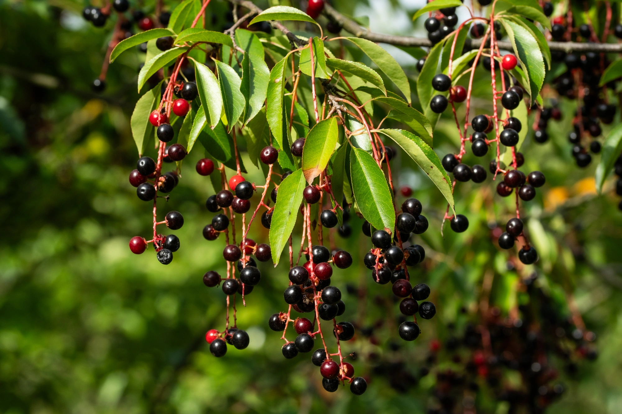 Черемуха поздняя, H300-400