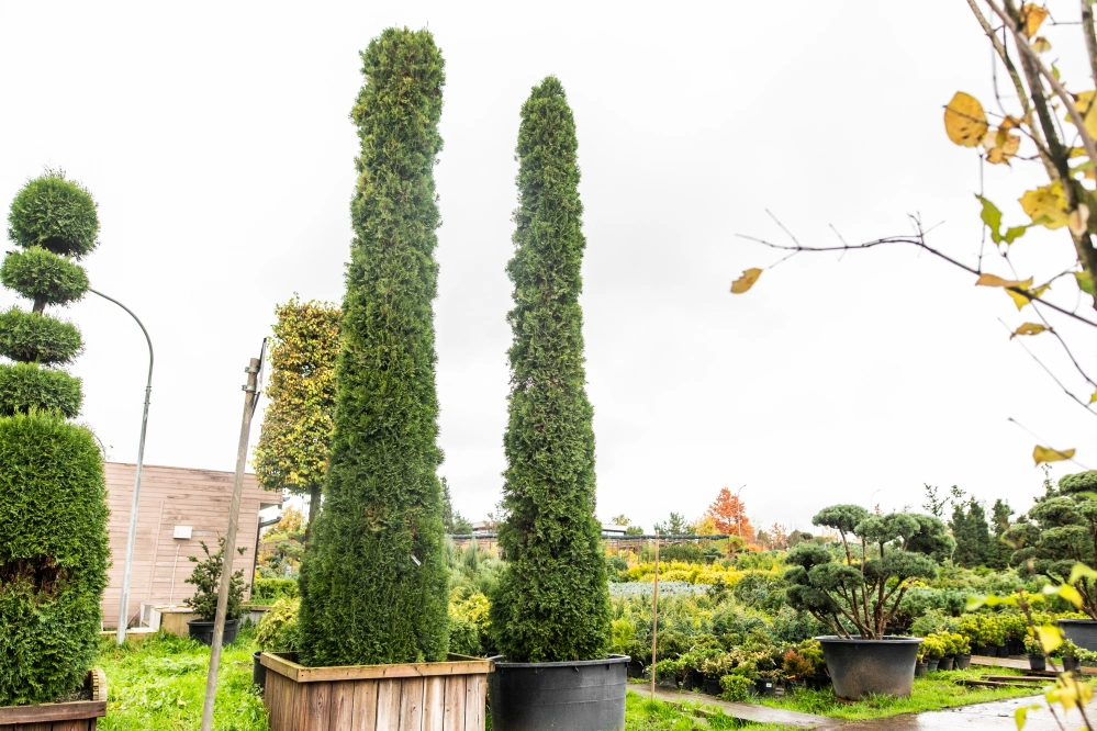Туя западная 'Smaragd', H450-500