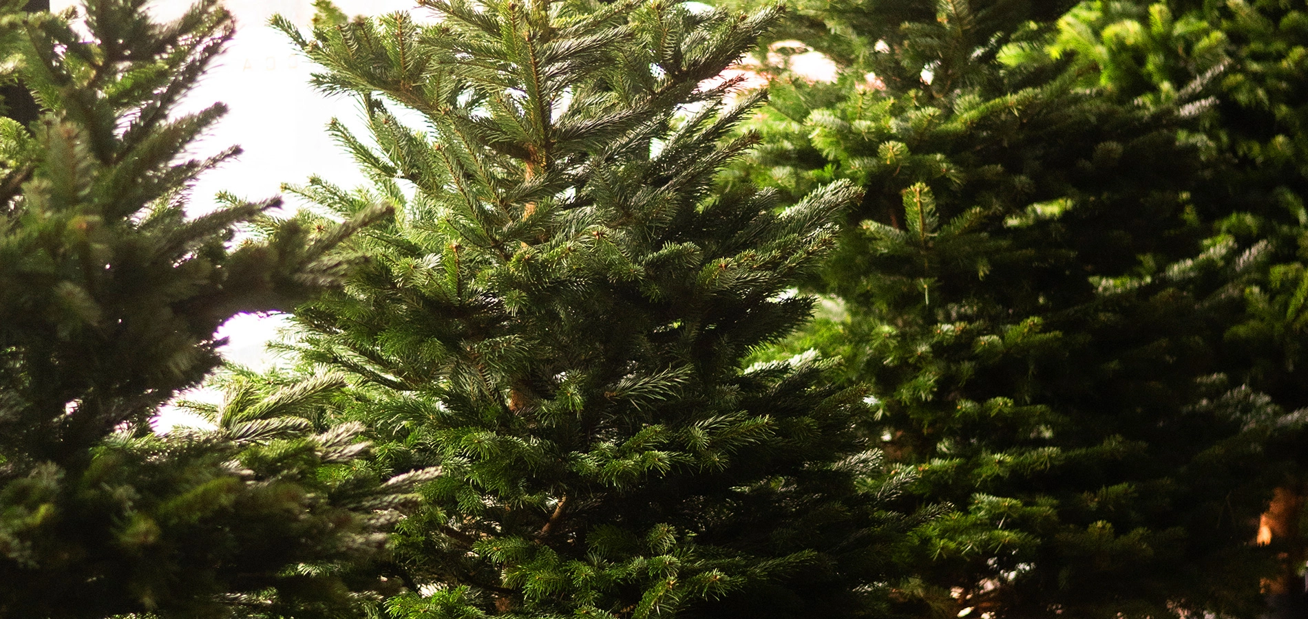 Ёлочный базар открыт!