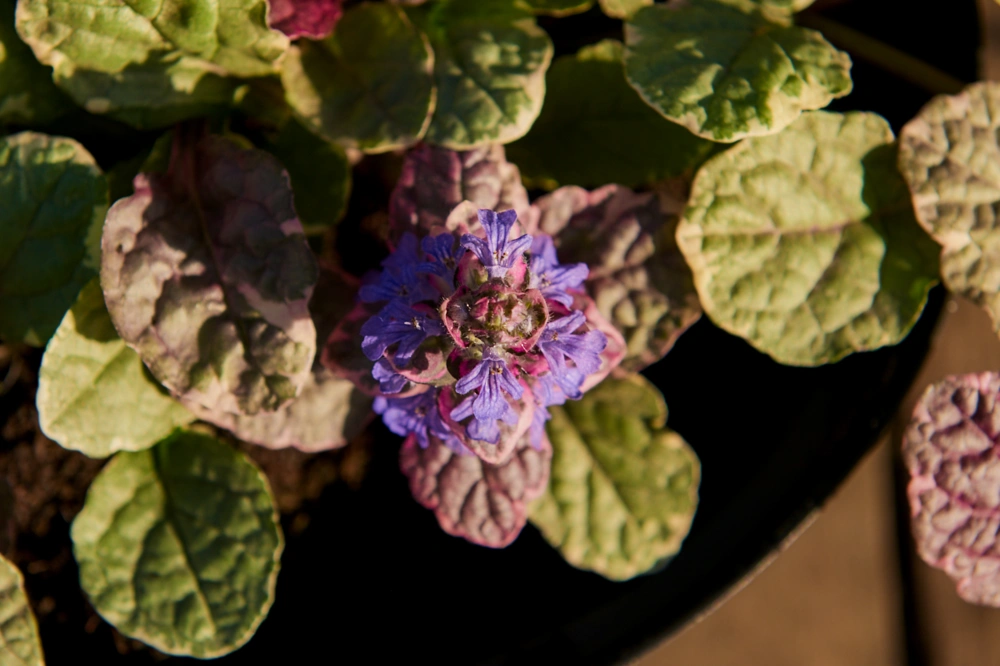 Живучка ползучая 'Burgundy Glow',