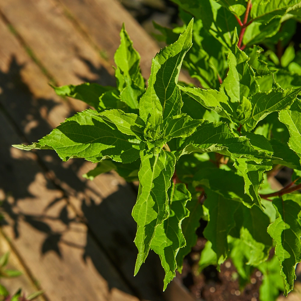 Гортензия метельчатая 'Magical Starlight', H40-60