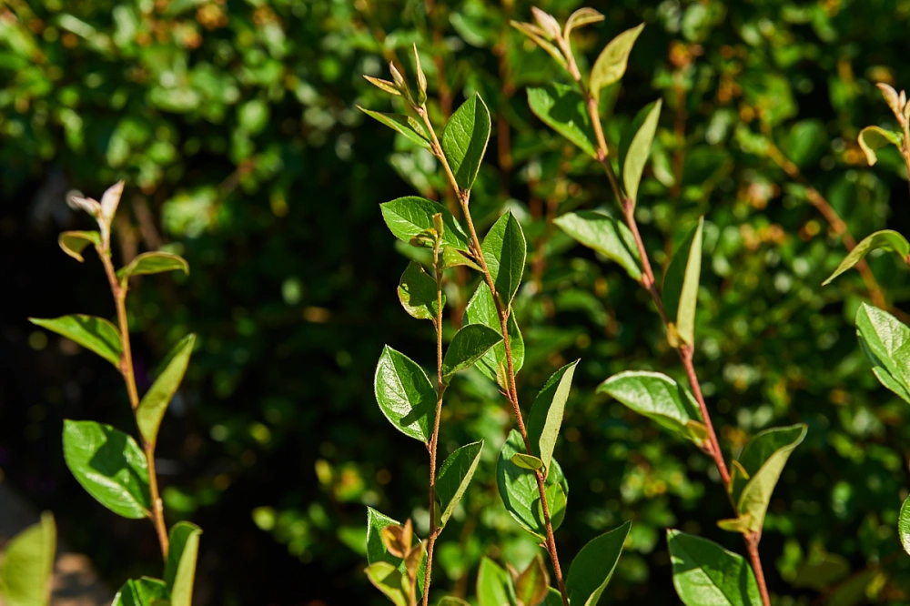 Кизильник блестящий, H60-80