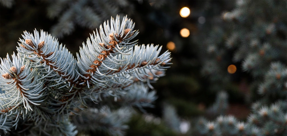 Свежие поставки хвойных крупномеров в Imperial Garden