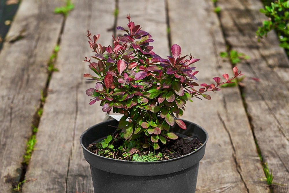 Барбарис тунберга 'Atropurpurea Nana', H20-40