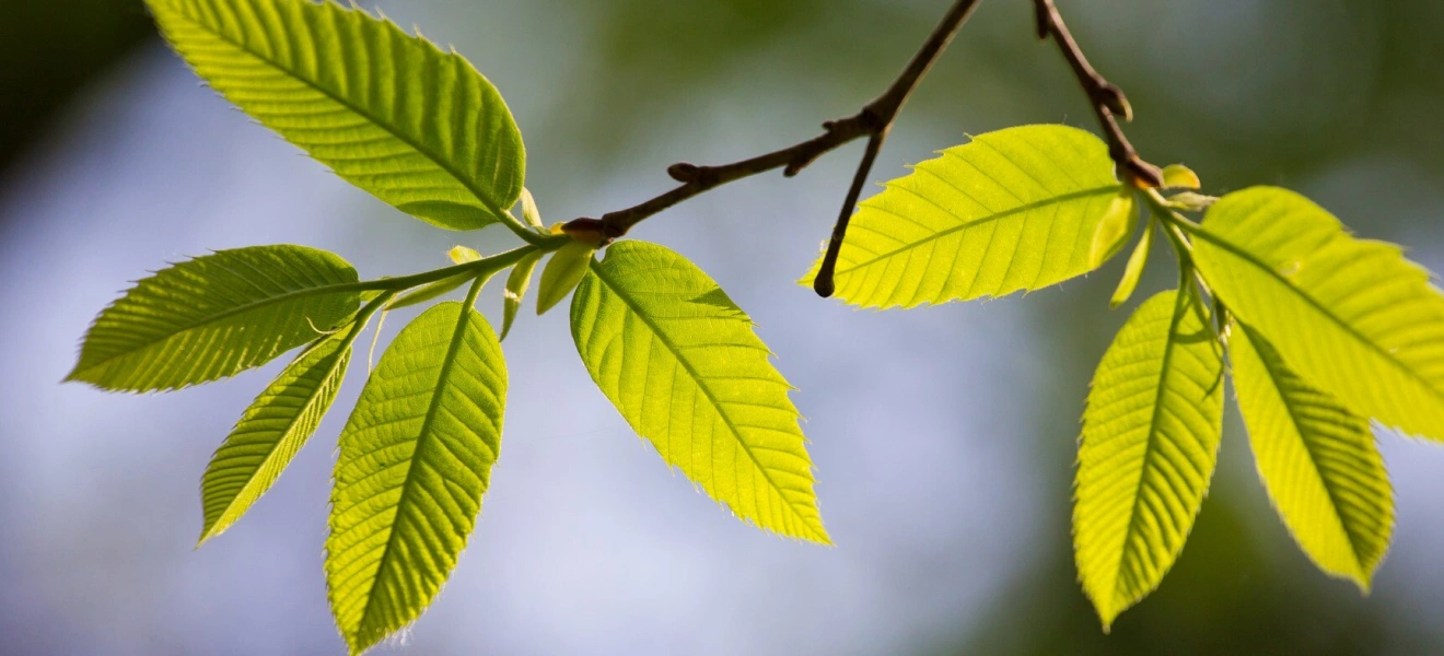 Скидка 50% на самые актуальные деревья сезона