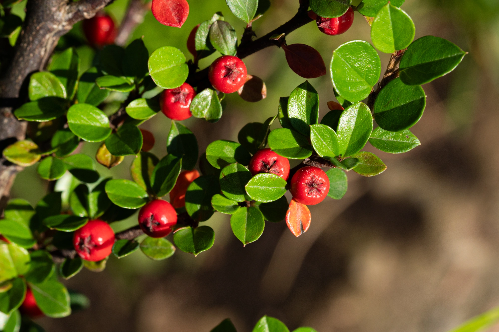 Кизильник горизонтальный, H40-60