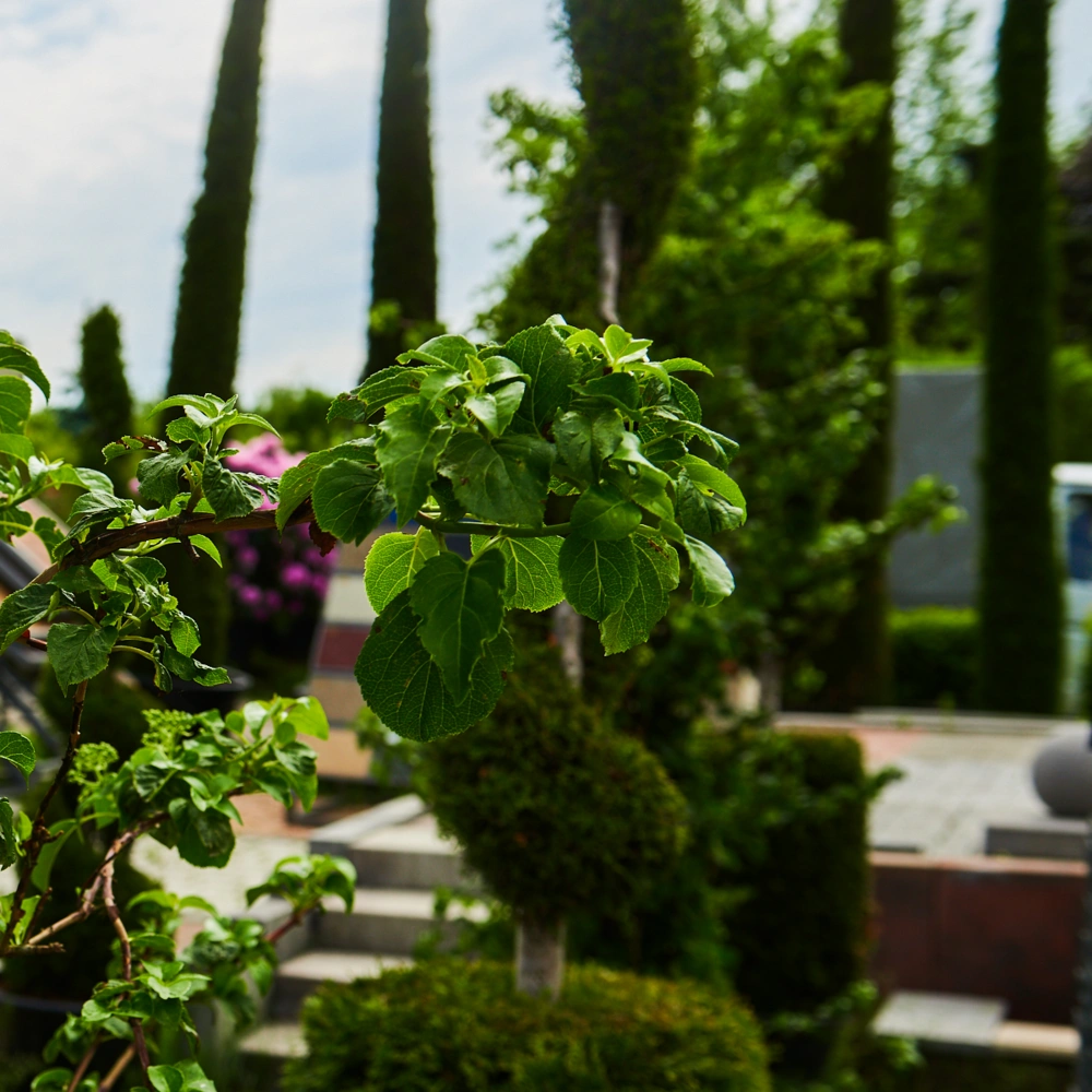 Гортензия черешковая, H175-200