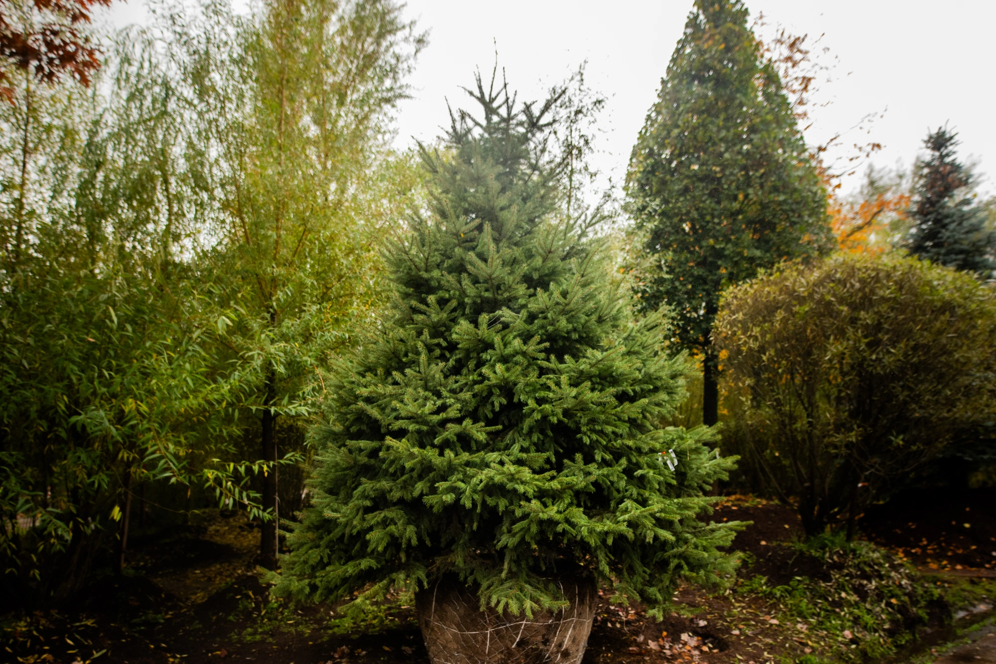 Ель колючая 'Glauca', H250-275