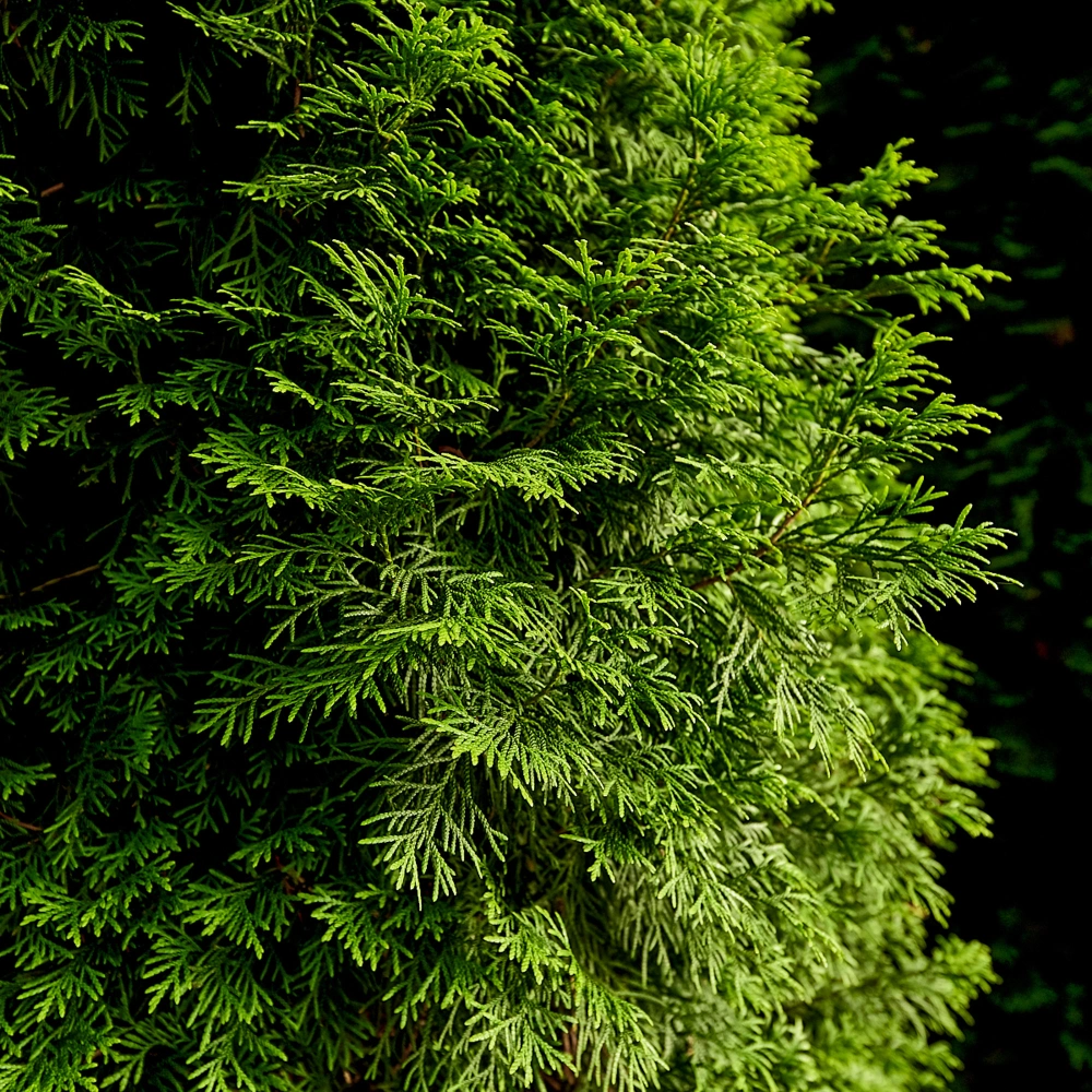 Туя западная 'Smaragd', H400-450
