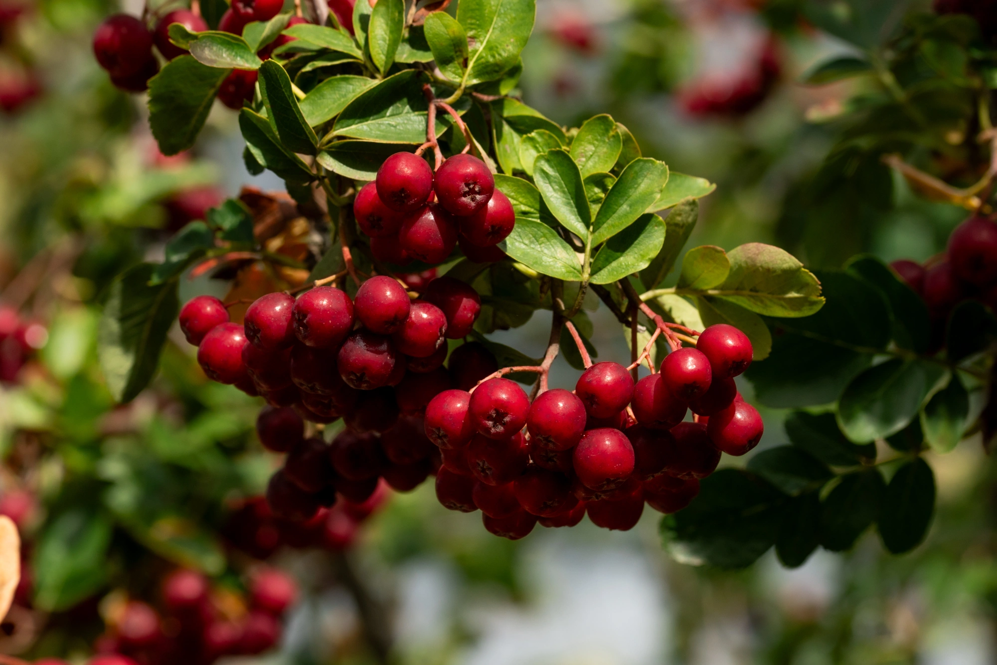 Рябина обыкновенная 'Гранатная' (бордово-гранат мякоть т, сочная), mst H200-250