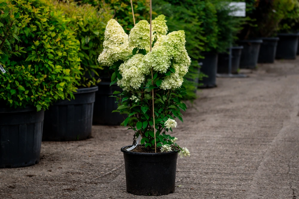 Гортензия метельчатая 'Magical Candle', H60-80