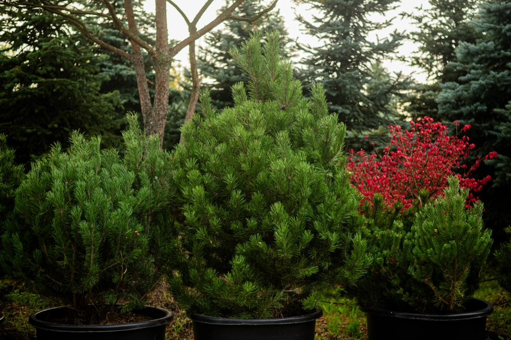 Сосна горная, H200-250