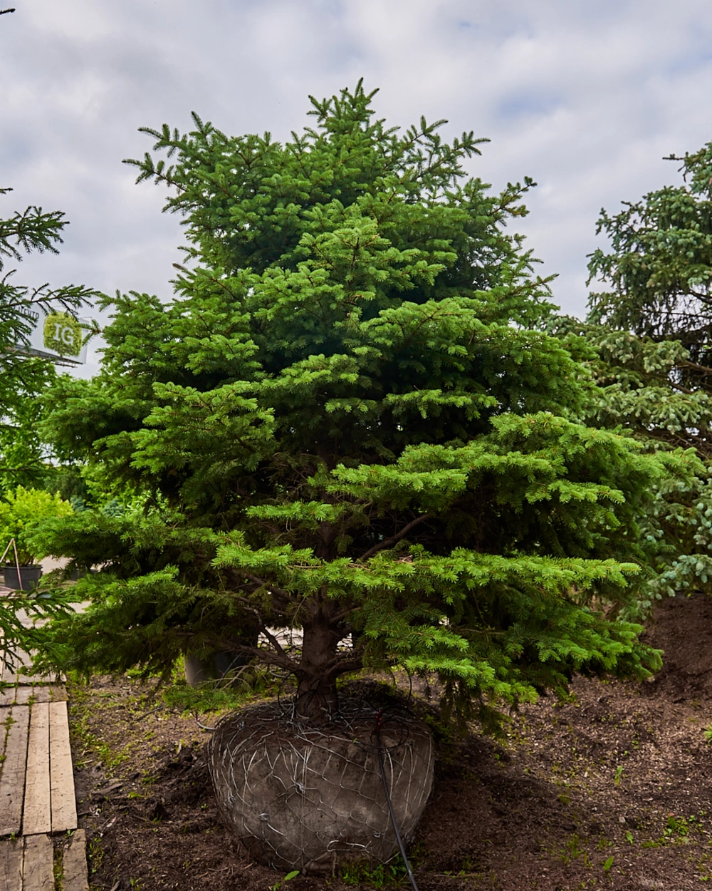 Ель колючая 'Glauca', H420