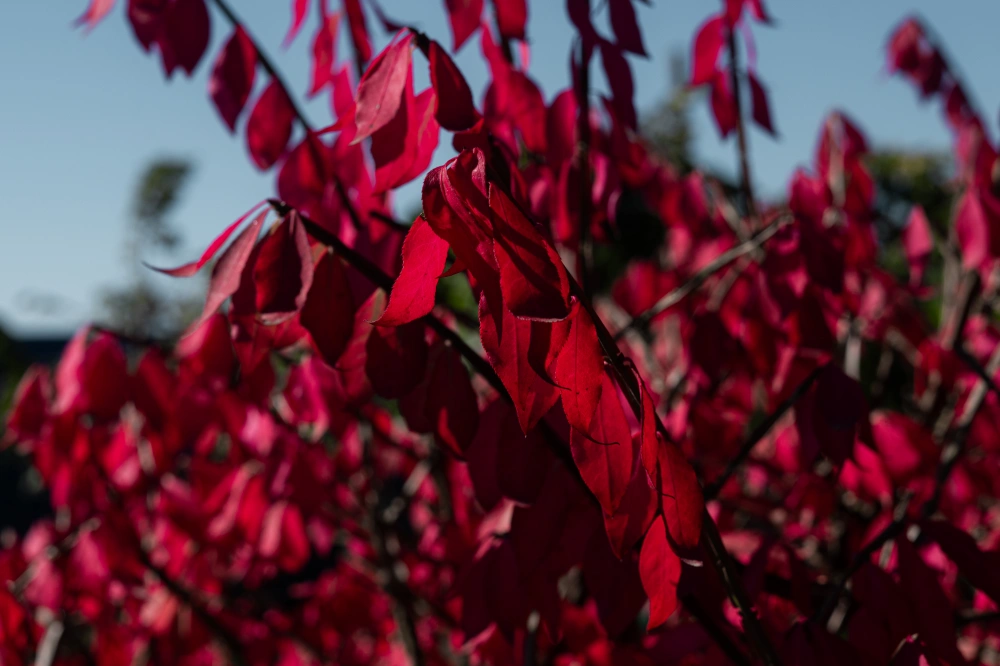 Бересклет европейский, H175-200