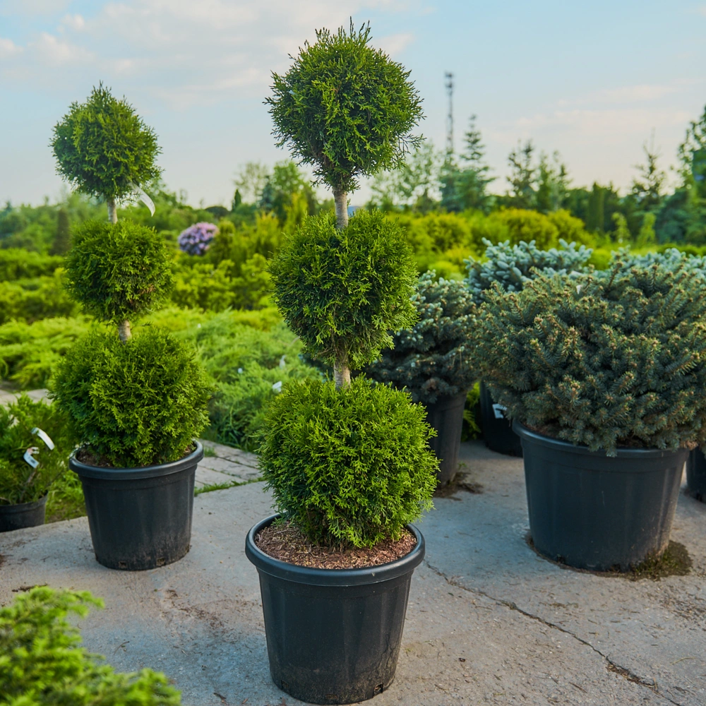 Туя западная 'Smaragd' (форма грин-арт), H100-125