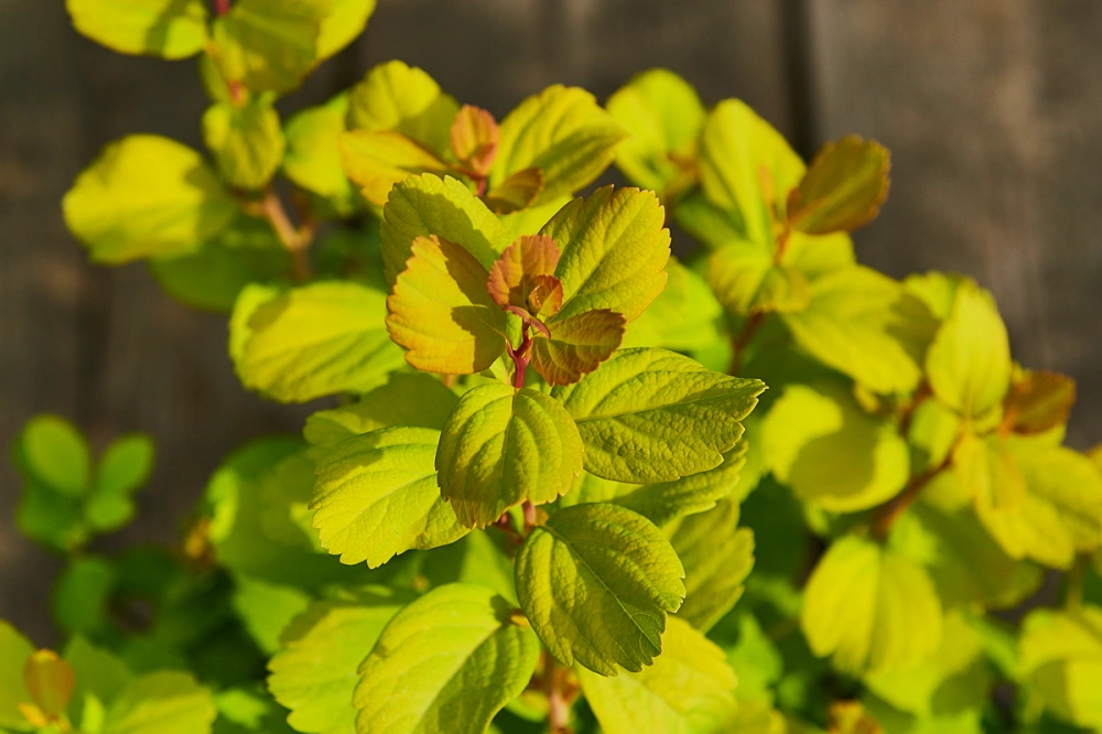 Спирея березолистная 'Tor Gold', H20-40