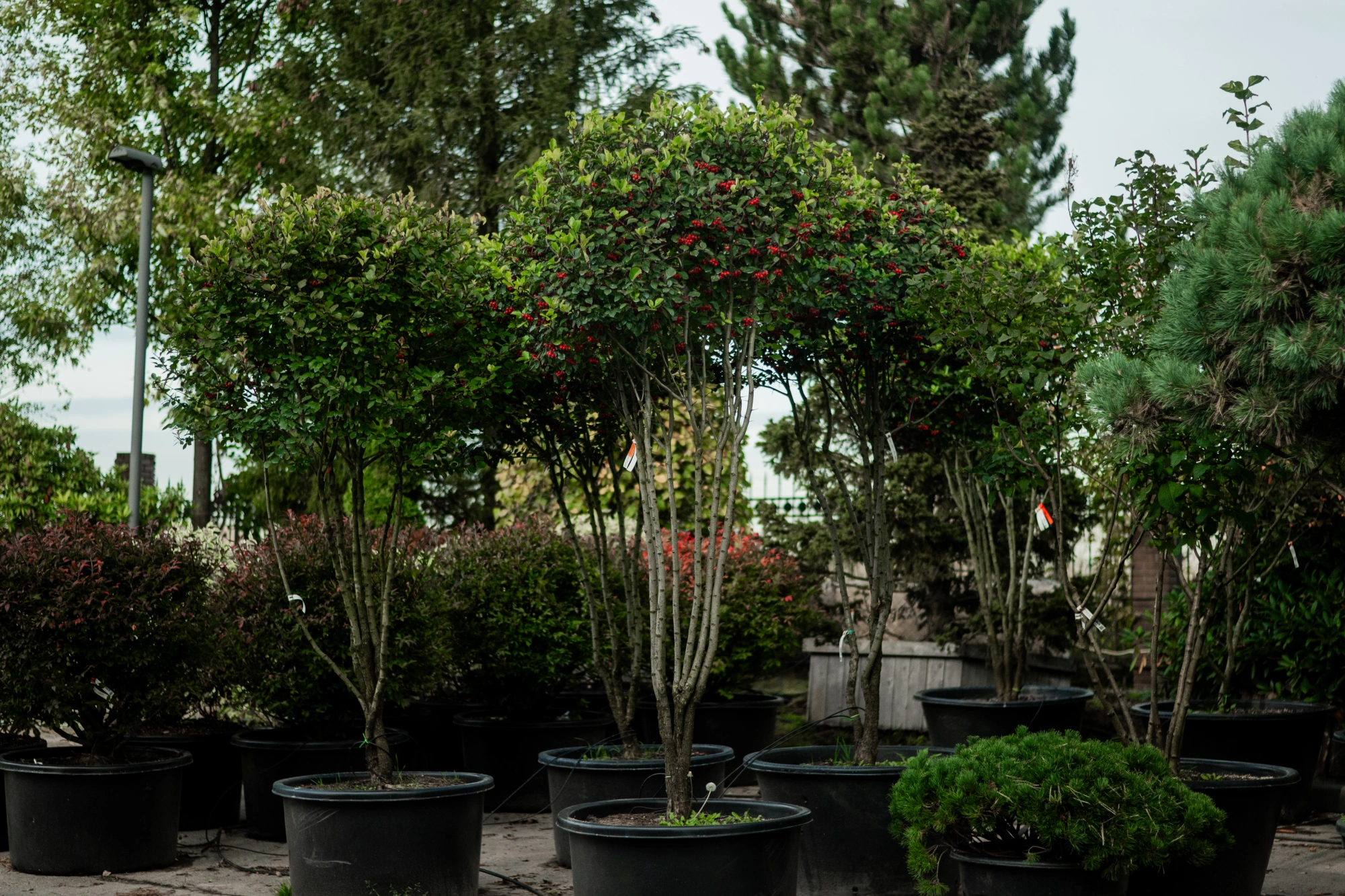 Боярышник сливолистный (форма зонт), H250-300х200-250