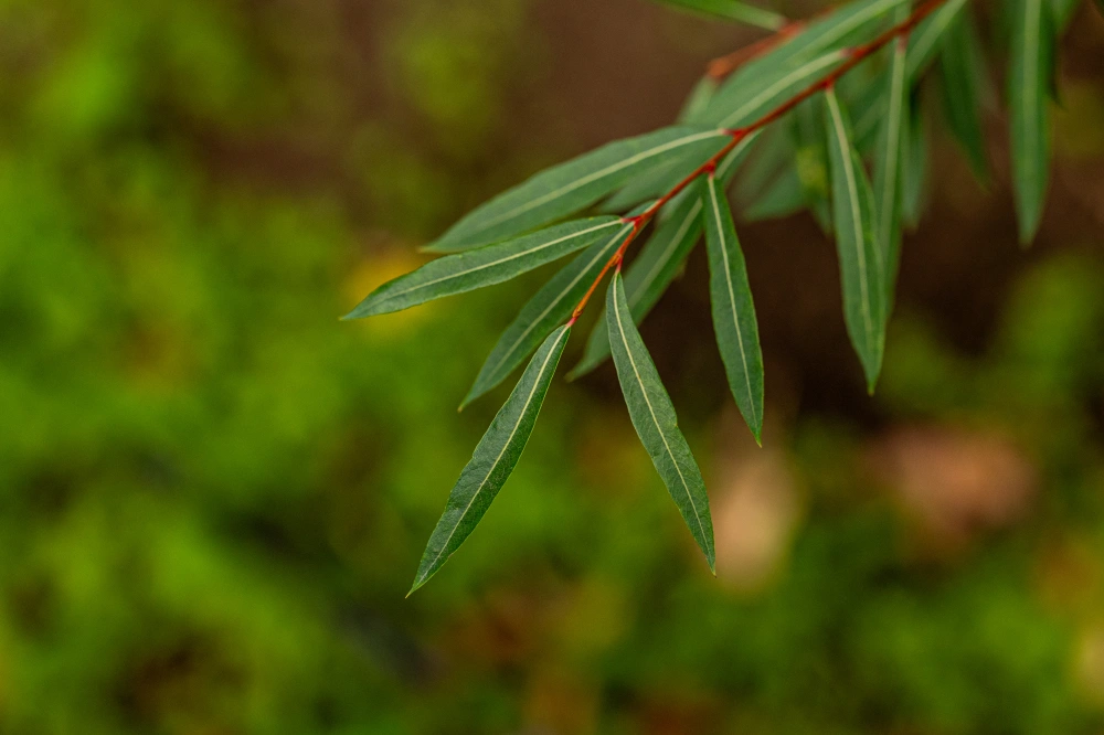 Ива пурпурная 'Nana', mst H125-150