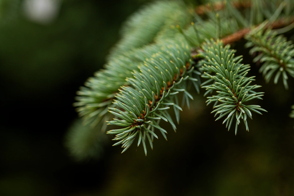 Ель колючая 'Glauca', H400-450