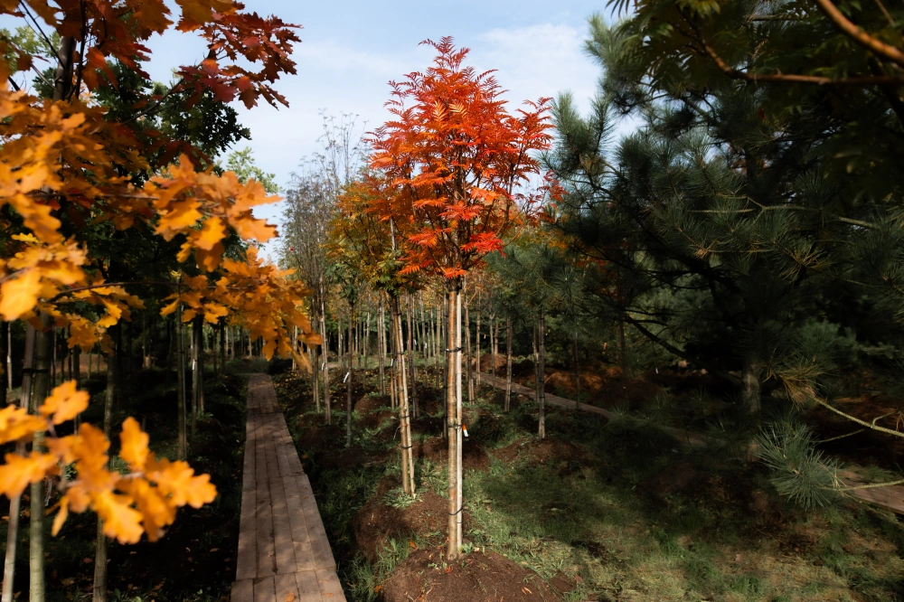 Рябина обыкновенная 'Dodong', stu 14-16