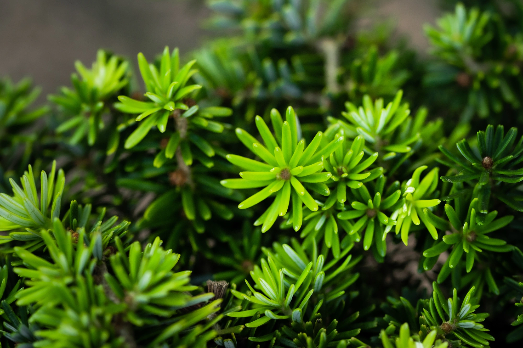 Пихта корейская 'Brillant', H40-60