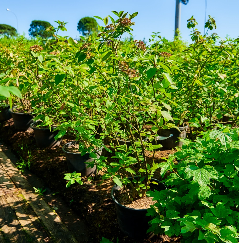 Калина гордовина, H100-125