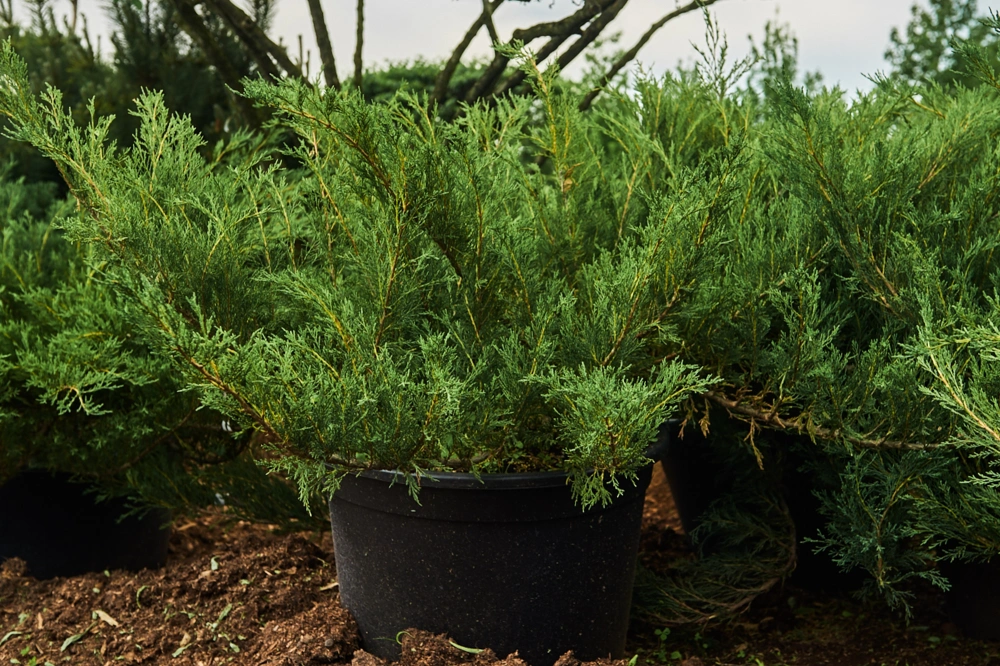 Можжевельник казацкий, H100-125