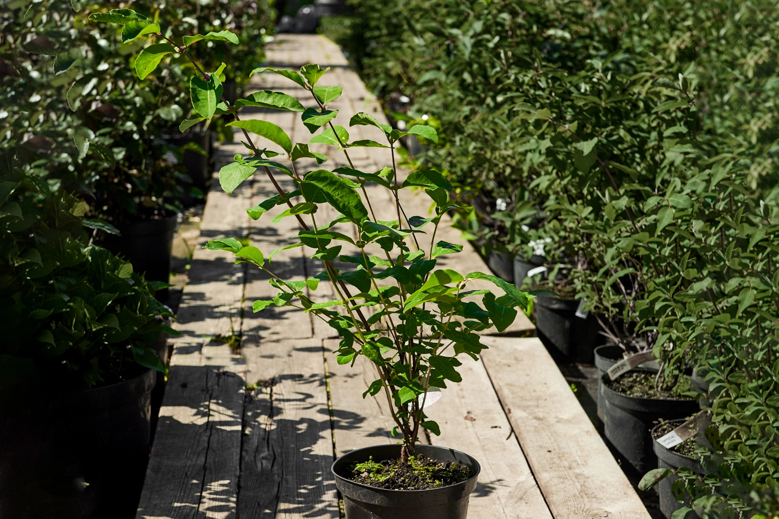 Жимолость съедобная 'Волхова' (средний сладкий с земляничным оттенком), H40-60