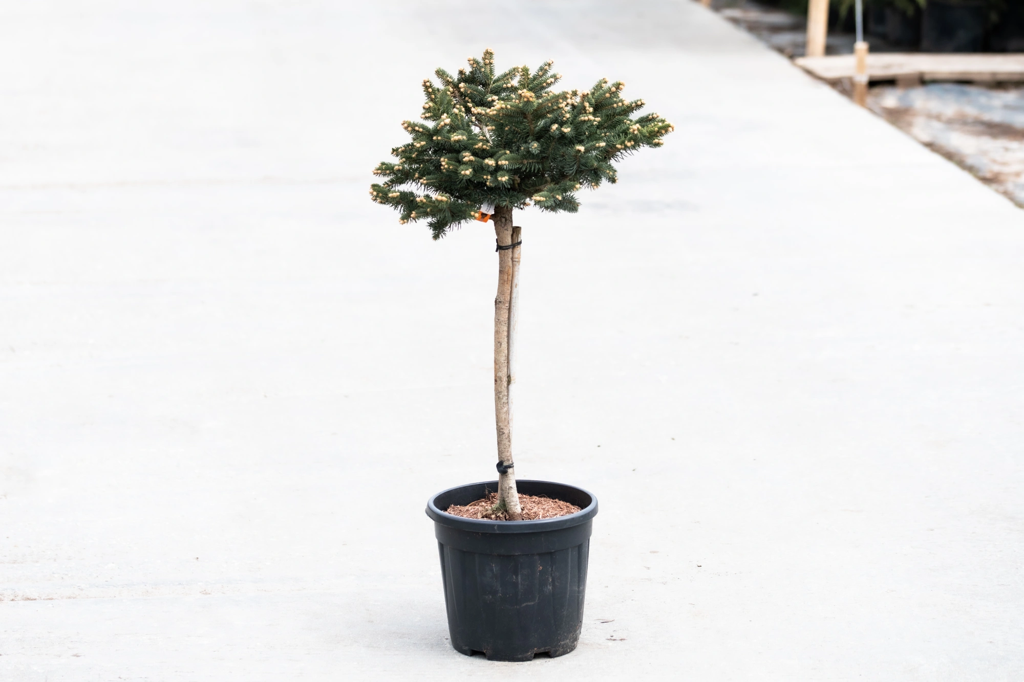 Ель колючая 'Glauca Globosa', sth 60