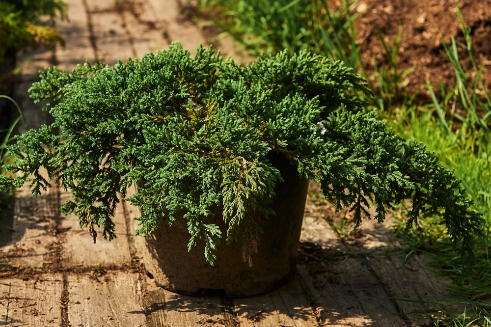 Можжевельник чешуйчатый 'Little Joanna', H40-60
