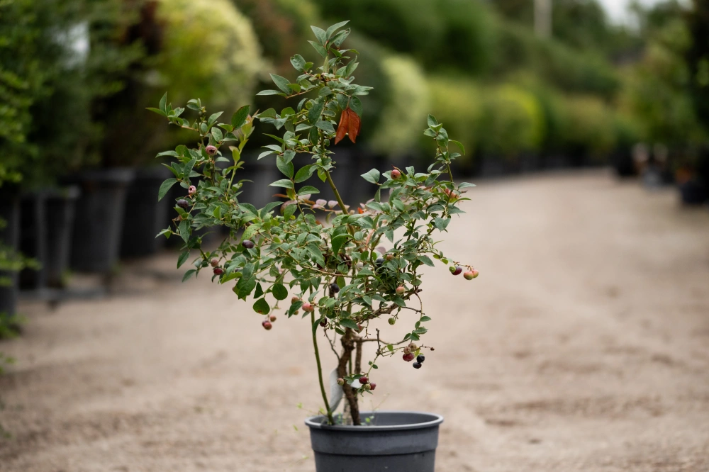 Голубика высокая 'Darrow' (поздний), Н40-60