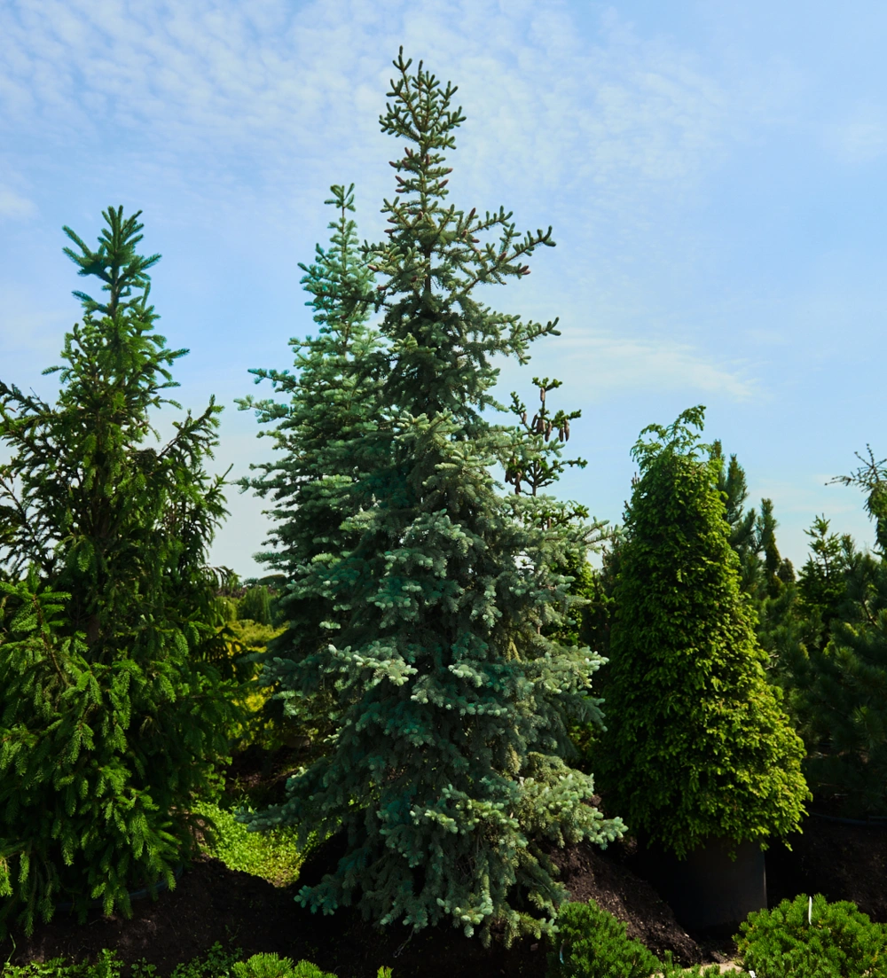 Ель колючая 'Hoopsii', H250-275