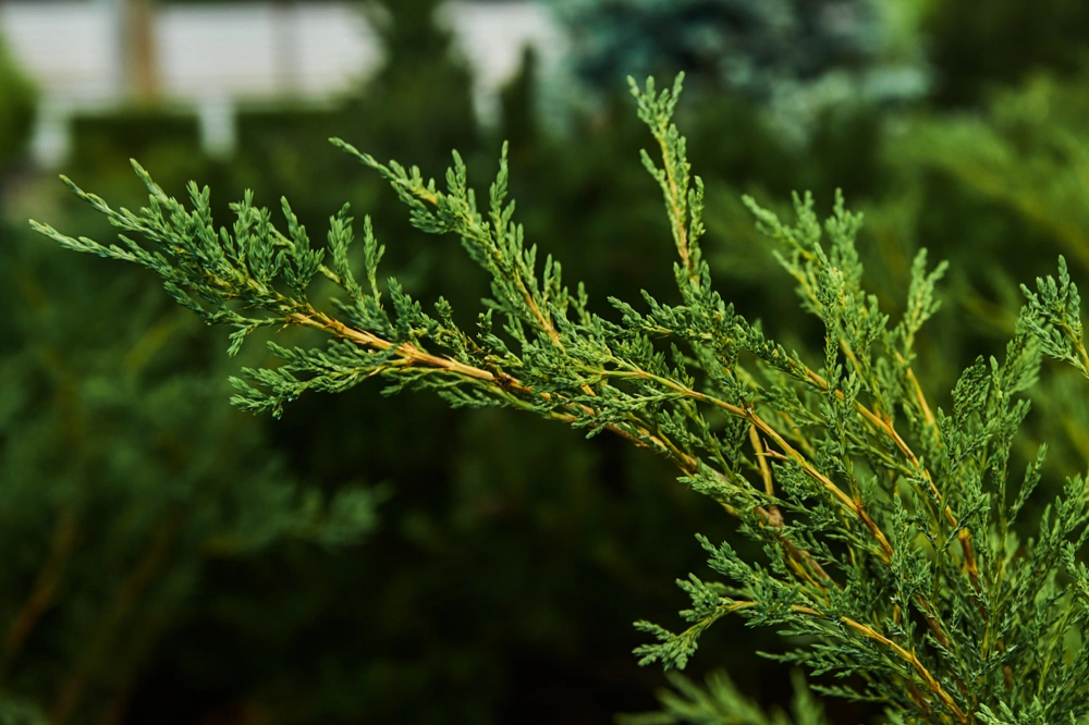 Можжевельник казацкий, H100-125