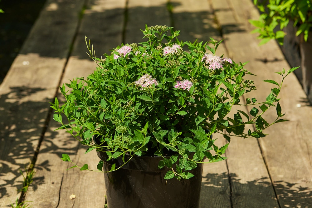 Спирея японская 'Japanese Dwarf', H40-60