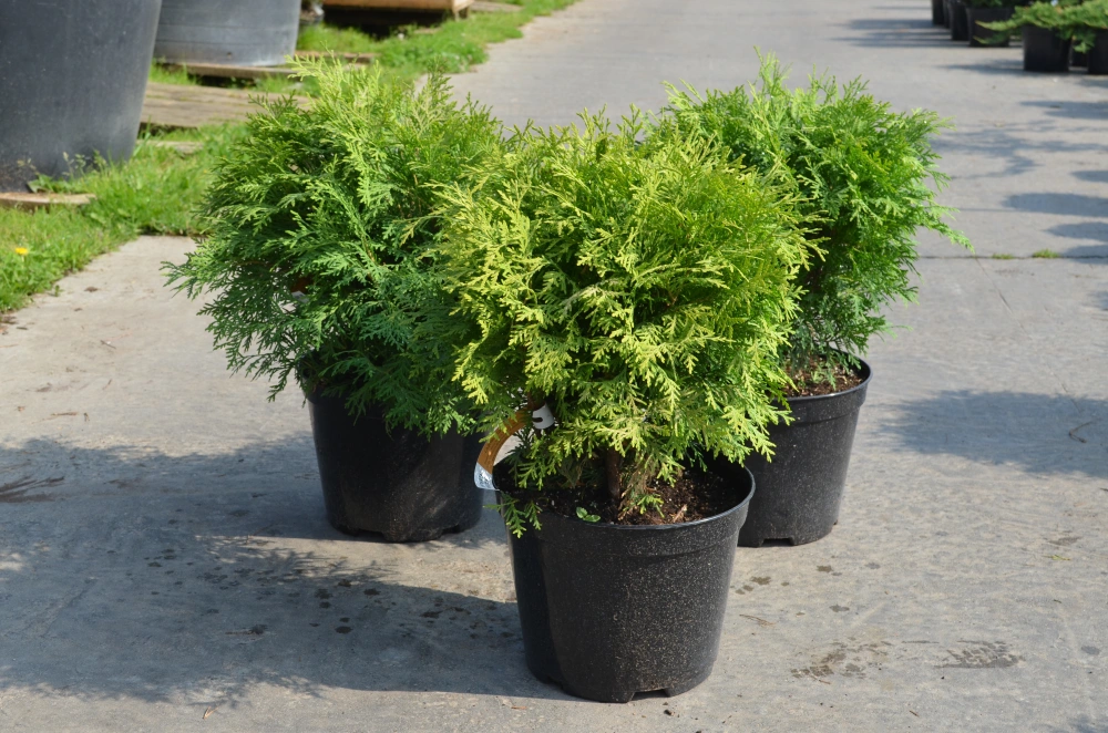 Туя западная 'Danica Aurea', H40-60
