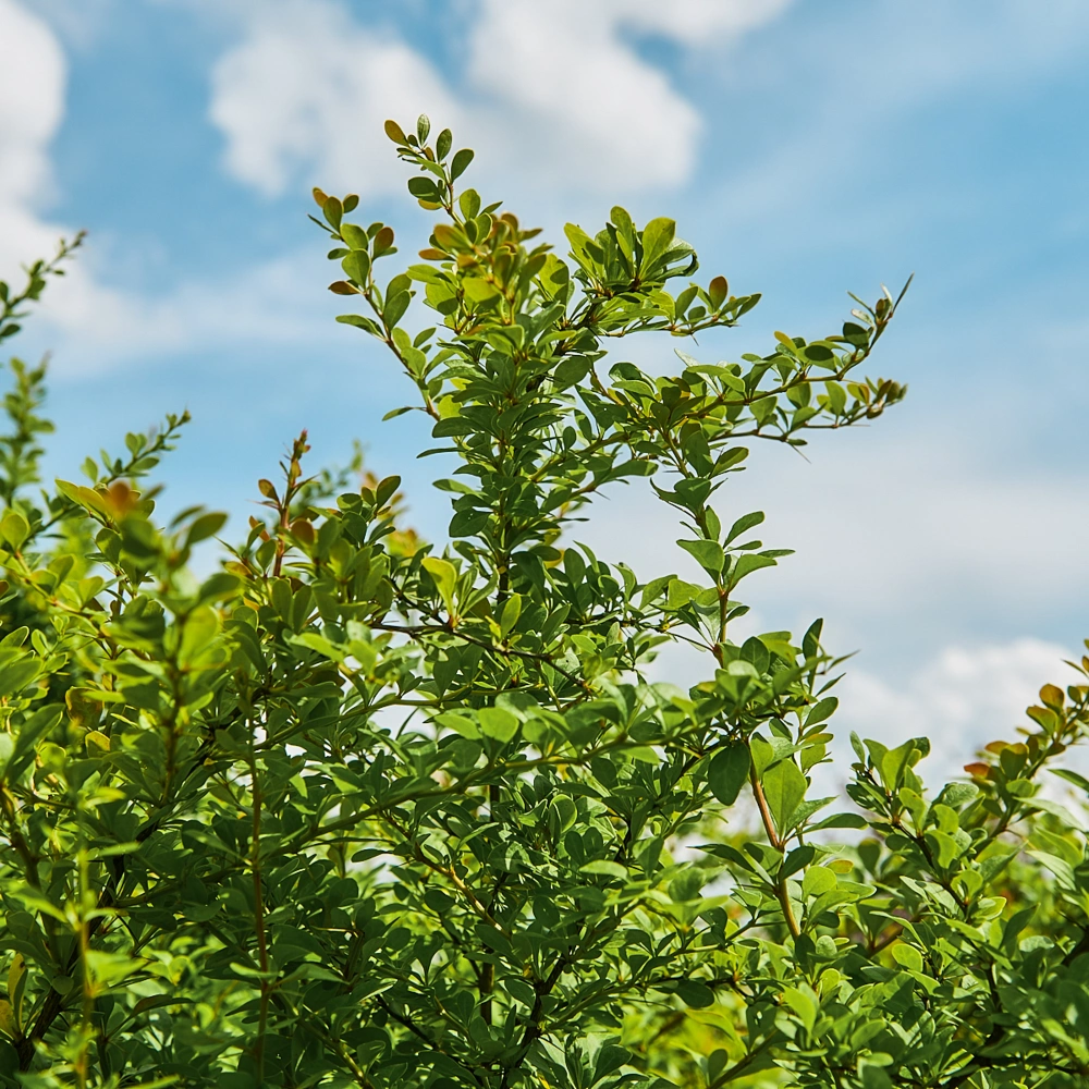 Барбарис тунберга, H100-125