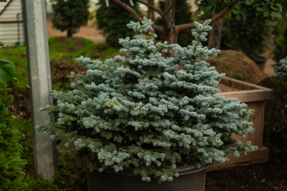 Ель колючая 'Glauca Globosa', H125-150